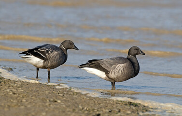 Bernache cravant,.Branta bernicla, Brant Goose,