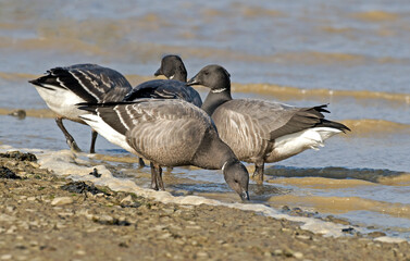 Bernache cravant,.Branta bernicla, Brant Goose,