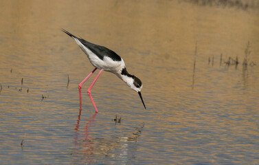 Echasse blanche,  Himantopus himantopus, Black winged Stilt