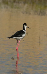 Echasse blanche,  Himantopus himantopus, Black winged Stilt