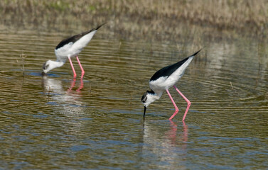 Echasse blanche,  Himantopus himantopus, Black winged Stilt