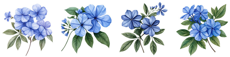 Fototapeta premium Delicate Plumbago Flowers in Vibrant Watercolor Painting