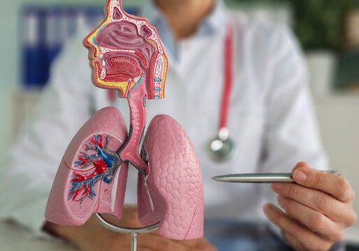 A doctor and an anatomical model of human lungs pointing out features and discussing respiratory health during a consultation concept