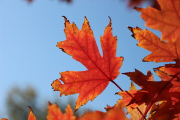 Mañana despejada de otoño en Pekín