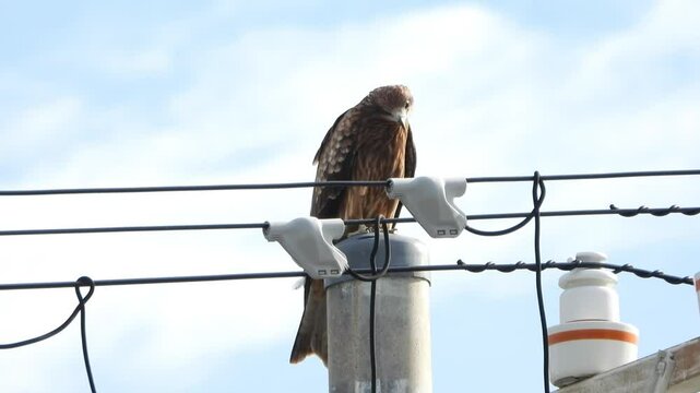 落とし物を探すトビ（Black kite）