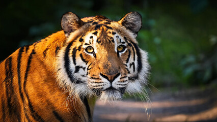 Fototapeta premium Close-up portrait of a tiger outdoors.