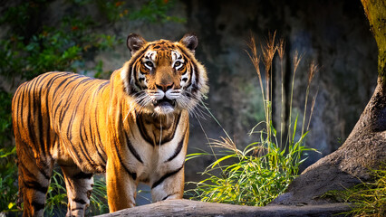 Fototapeta premium Bengal Tiger in full growth.