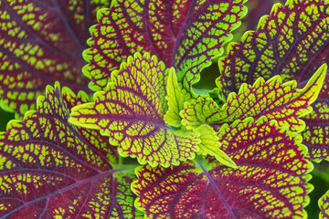 Beautiful bright colorful leaves of Coleus scutellarioides. coleus. painted nettle. Background of...