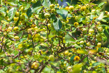 Malus sylvestris, the European crab apple. the European wild apple.