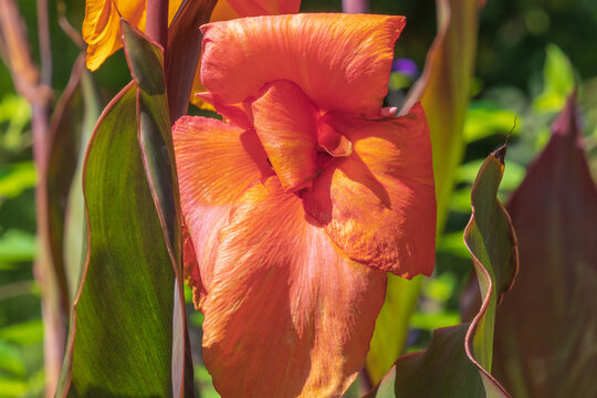 Beautiful orange flowers of Canna indica. Indian shot, African arrowroot, edible canna, purple arrowroot