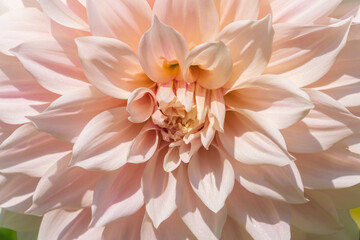Obraz premium Beautiful light, delicate flowers of Dahlia cultorum in the garden