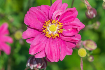 Beautiful pink flowers of Eriocapitella hybrida in the garden, close-up. Japanese anemone hybrids.