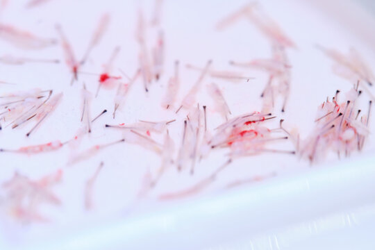 Close-up of Hair Follicles Prepared for Transplantation