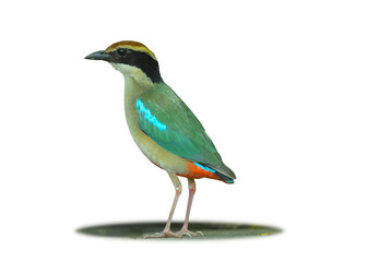 Fairy Pitta standing on ground isolated on white background. This has clipping path.