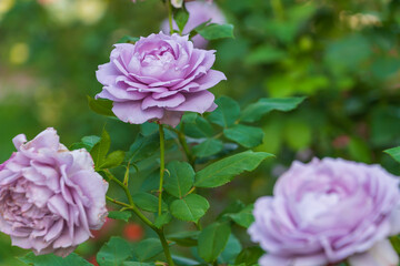 Beautiful purple Damask rose in the garden. Fragrant flowers.