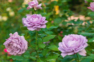 Beautiful purple Damask rose in the garden. Fragrant flowers.