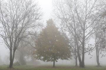 Fototapeta premium Foggy tree