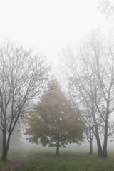 Foggy tree