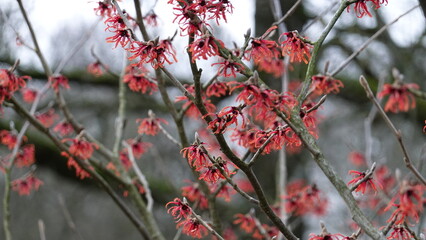 Red Hamamelis mollis