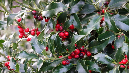Obraz premium HOLLY Ilex aquifolium