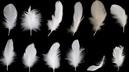 Obraz premium A set of different white fluffy bird feathers on a black background
