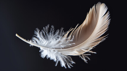 Obraz premium White fluffy bird feather on a black background close-up