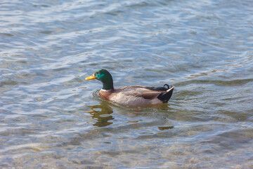 Male mallard duck swimming in lake, Lugano Lake, Ticino, Switzerland