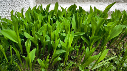 Fototapeta premium lily of the valley growing in the garden