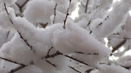 snow covered branches
