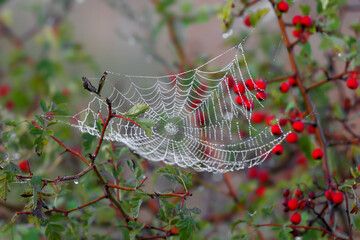 Spider webs with dew filmed close-up on a blurred background with hawthorn berries