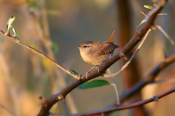 Eurasian wren (Troglodytes troglodytes) photographed close-up in its natural habitat against a blurred background in soft morning light