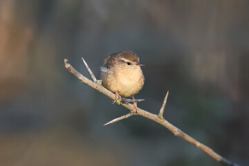 Eurasian wren (Troglodytes troglodytes) photographed close-up in its natural habitat against a blurred background in soft morning light