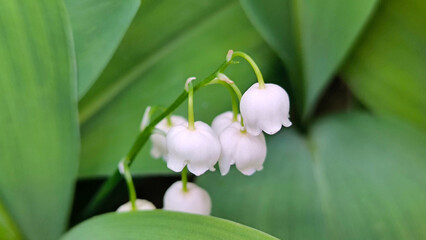 lily of the valley growing in the garden