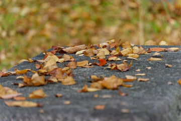 Fallen Autumn Leaves on a Stone Surface