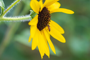 Bee Pollinating a Sunflower Blossom