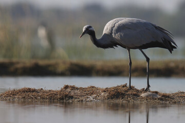 Demoiselle crane at river. Selective focus.