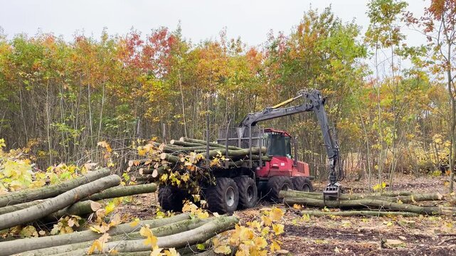 Felled logs being lifted and placed onto a trailer by a tractor equipped with a hydraulic grapple arm in a forest. Static shot.