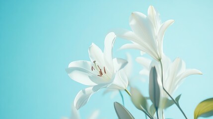 Obraz premium Sunlit White Lily Blossoms Reaching Towards the Sky