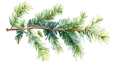 watercolor drawing of a evergreen fir tree Christmas branch isolated on white transparent png background