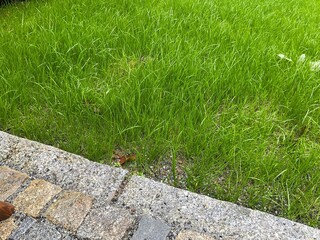 Satt grüne junge Grashalme von frisch angesätem Gras für einen Rasen im Garten 