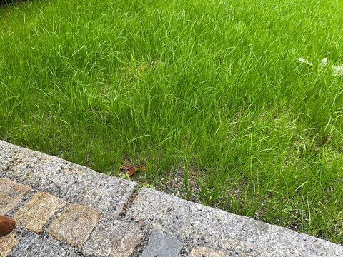 Satt gr&uuml;ne junge Grashalme von frisch anges&auml;tem Gras f&uuml;r einen Rasen im Garten 