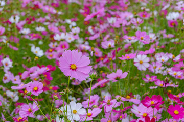 Obraz premium Field of Blooming Cosmos Flowers