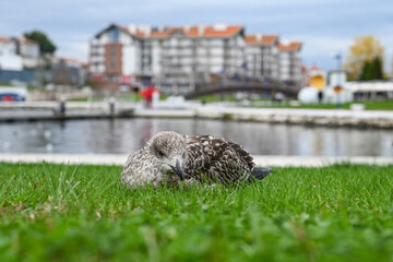 Paisagem serena vista do Cais da Fonte Nova, Aveiro, com seus canais tranquilos, barcos coloridos e arquitetura típica, refletindo a beleza única e o charme pitoresco da cidade portuguesa