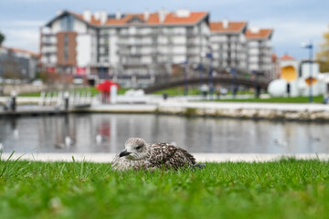 Paisagem serena vista do Cais da Fonte Nova, Aveiro, com seus canais tranquilos, barcos coloridos e...