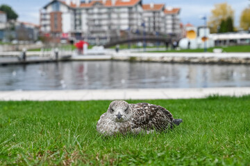 Paisagem serena vista do Cais da Fonte Nova, Aveiro, com seus canais tranquilos, barcos coloridos e...