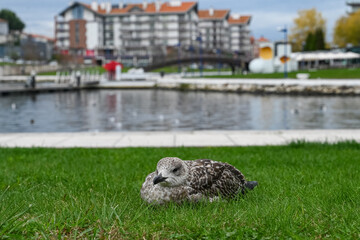 Paisagem serena vista do Cais da Fonte Nova, Aveiro, com seus canais tranquilos, barcos coloridos e...