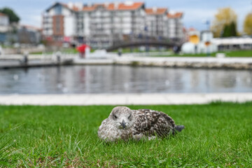 Paisagem serena vista do Cais da Fonte Nova, Aveiro, com seus canais tranquilos, barcos coloridos e...