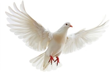 Obraz premium Christ holy dove animal pigeon bird.