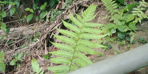 A small field of grass that grows green in the cold of the mountains. A lush little green garden grown wild with local Ayurvedic medicinal plants. A small ground plant nursery that looks green