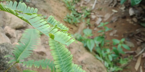 A small field of grass that grows green in the cold of the mountains. A lush little green garden grown wild with local Ayurvedic medicinal plants. A small ground plant nursery that looks green